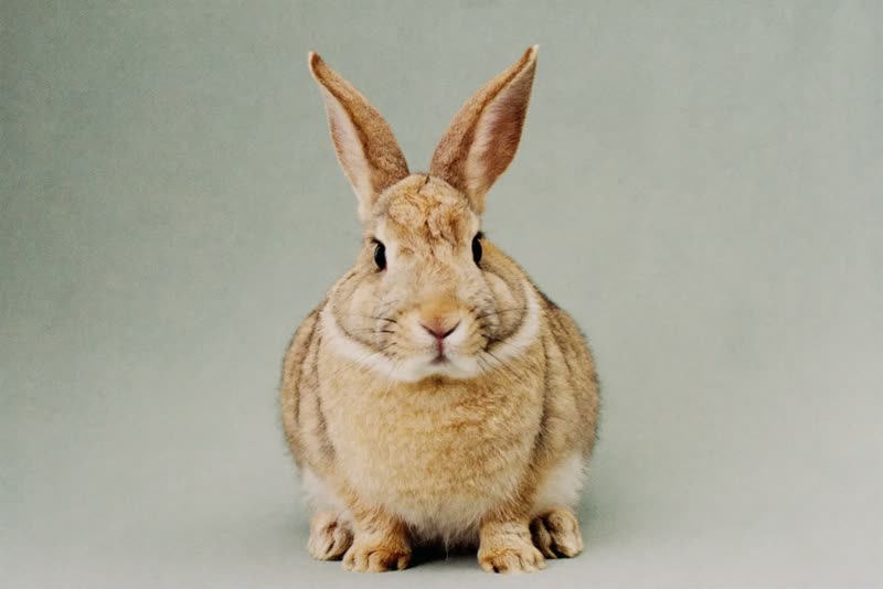 A rabbit sitting calmly