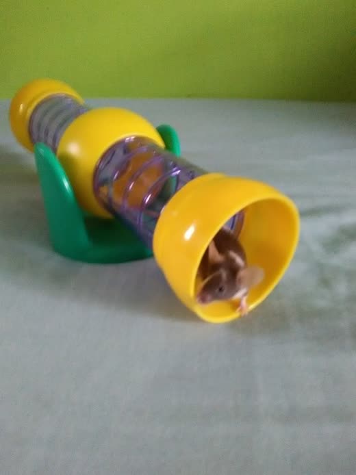 A small hamster peeking out of a plastic tube toy