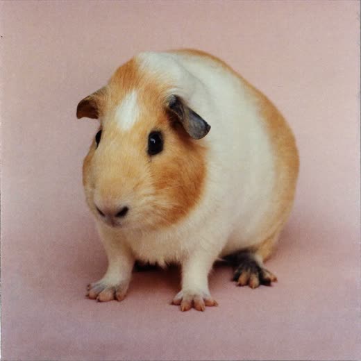 A guinea pig sitting calmly
