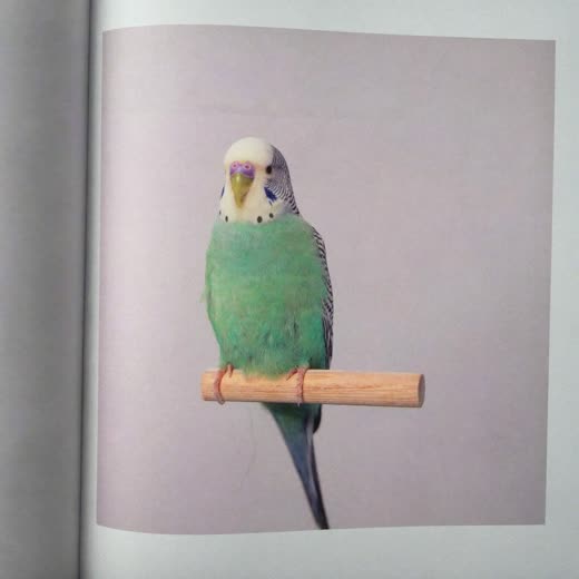 A budgie perched on a wooden dowel